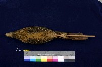 藍腹鷴藏品圖，第5張